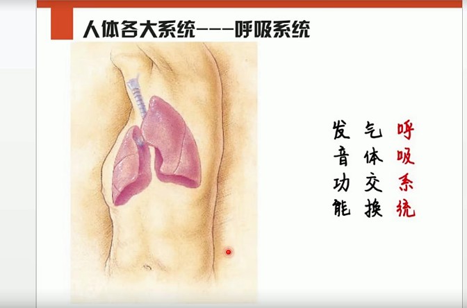 1659342501 李哲老师讲人体组织和结构10集