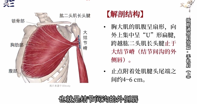 1661357577 灵兰 阎喜换肩痛完结 拨筋通络·协调共构愈肩痛