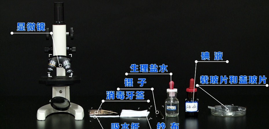 1651231026 初一生物实验探究人教版七年级上