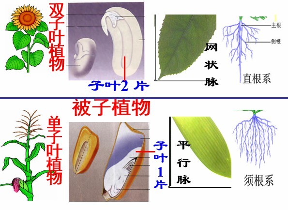 1652384266 初中生物八年级上册优质课件教案试题