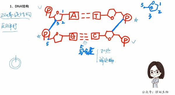 1652468199 新东方在线 周芳煜 高中生物必修课