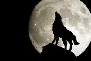 孤狼电商 全套蓝海店群课程