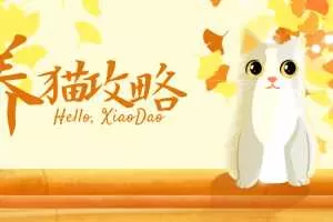 猫咪训练+新手养猫攻略大全，助你成为养猫专家