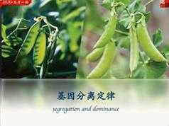 2020高三生物秋季系统提高辅导班教学视频(张鹏老师)