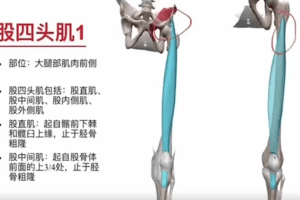 3D动画解剖与体态关系