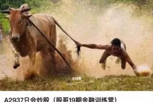 股哥训练营 只会炒股第19期