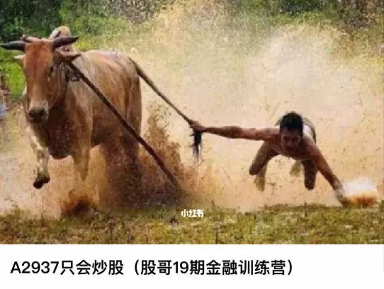 1654644986 股哥训练营 只会炒股第19期