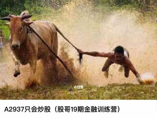 1654644986 股哥训练营 只会炒股第19期