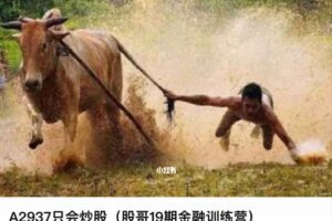 股哥训练营 只会炒股第19期