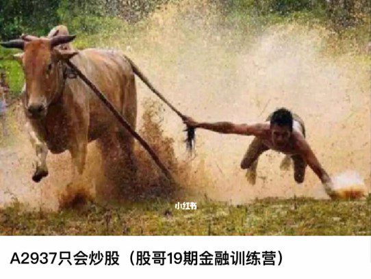 股哥训练营 只会炒股第19期 1 1654644986 股哥训练营 只会炒股第19期