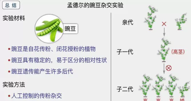 1655144983 乐乐课堂 初中生物全套课程