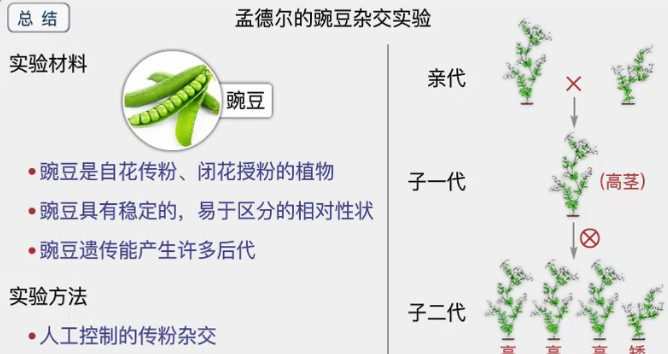 1655144983 乐乐课堂 初中生物全套课程