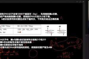 于佳卉 高二生物2023年高考一轮学业规划补充包