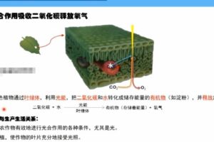 海曼教育初一生物上学期课程