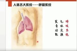 李哲老师讲人体组织和结构10集