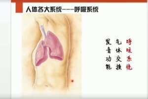 李哲老师讲人体组织和结构10集