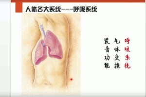 李哲老师讲人体组织和结构10集