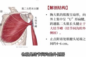 灵兰 阎喜换肩痛完结 拨筋通络·协调共构愈肩痛