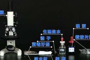 初一生物实验探究人教版七年级上