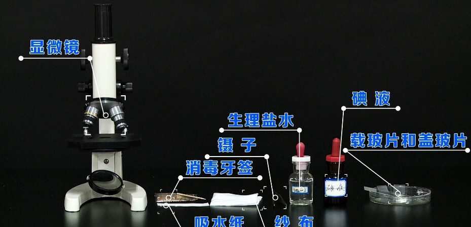 1651231026 初一生物实验探究人教版七年级上