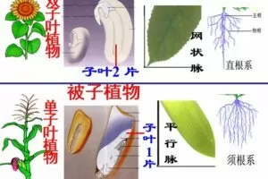 初中生物八年级上册优质课件+教案+试题