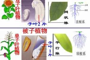 初中生物八年级上册优质课件+教案+试题