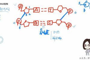 新东方在线-周芳煜 高中生物必修课