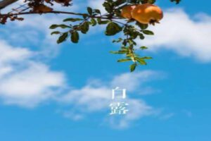 【25[红包]·S0599逆龄 • 白露】