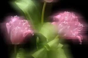 【捐赠19.9[红包]·《Z5611-18度摄影学院-花草的拍摄与创意后期》】 【原版无水印】