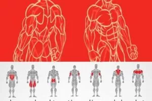 【捐赠19.9[红包]·《FitEmpire健身领域-国际权威指导员健美备赛技术》】 【原版无水印】