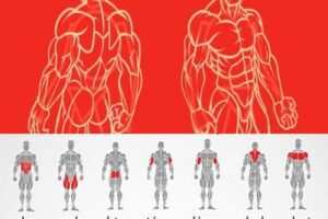【捐赠19.9[红包]·《FitEmpire健身领域-国际权威指导员健美备赛技术》】 【原版无水印】