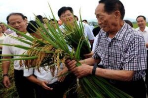 【捐赠1.9[红包]·《炳森国学讲堂-袁隆平八字案例分析（共两期）》】