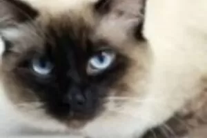 【捐赠12.9[红包]·《Z7402-猫哥的世界·知识星球》】