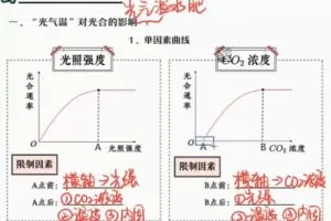 段瑞莹 高三生物2022年寒假尖端班 