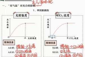 段瑞莹 高三生物2022年寒假尖端班 