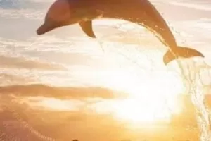 【捐赠[红包]19.90·《Z6155-逻辑买卖-芒剑客实战（无实盘内容）》】