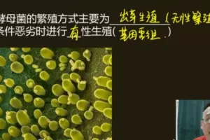 陈旭晨 高二生物2021年寒假班