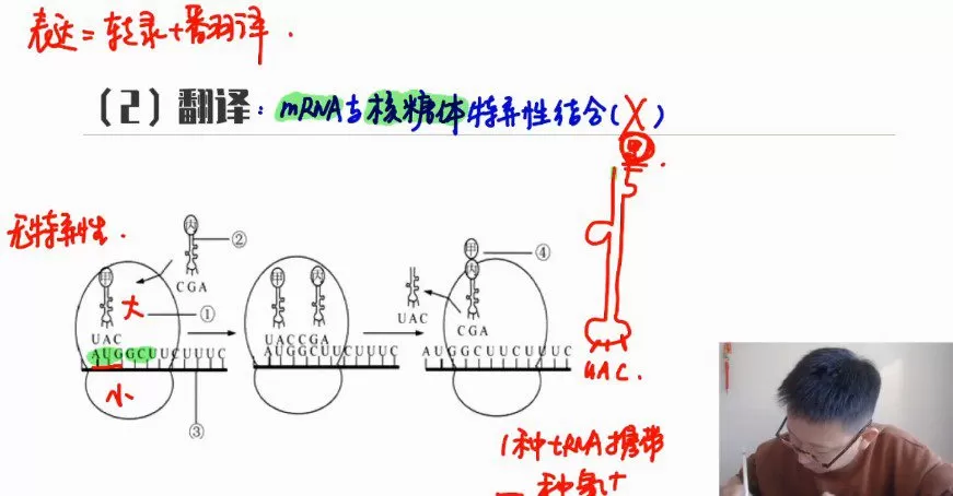 1644414533 陈旭晨 高三生物2021年秋季班