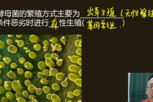 陈旭晨 高二生物2021年寒假班