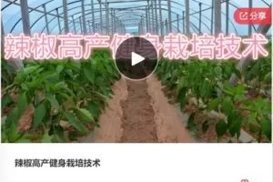 【22[红包]·S7962辣椒高产健身栽培技术】