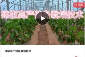 【22[红包]·S7962辣椒高产健身栽培技术】
