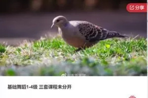 【99[红包]·F0930基础舞蹈1-4级 三套课程未分开】