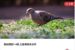 【99[红包]·F0930基础舞蹈1-4级 三套课程未分开】