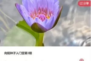 【49[红包]·F1028向阳种子入门营第3期】