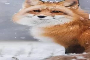 【捐赠[红包]19.90·《Z7097-lizhi-世界级演讲者的26个演讲秘籍》】