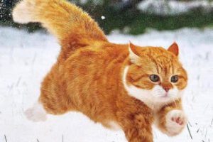 亲切第一张蕾C1第二期+色彩美学课程2022年【画质高清有素材】