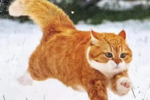 亲切第一张蕾C1第二期+色彩美学课程2022年【画质高清有素材】