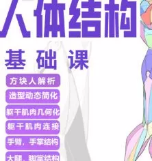 大木人体结构基础课第13期【画质高清有课件】